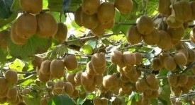 曼联弃将绝平英超黑马荣膺欧战全场最佳